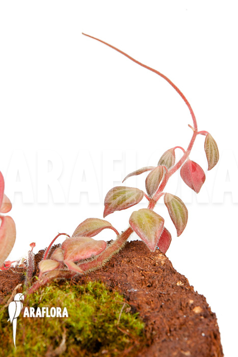 Peperomia x rauvema ‚S‘