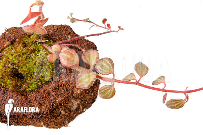 Peperomia x rauvema ‚S‘