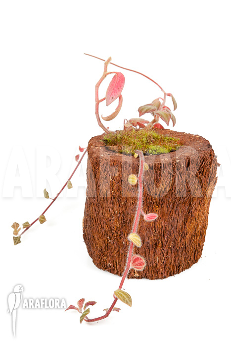 Peperomia x rauvema ‚S‘