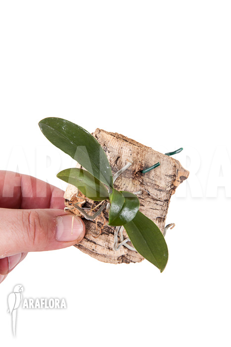 Phalaenopsis decumbens (speciosa)