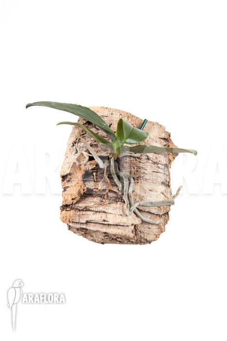 Phalaenopsis decumbens (speciosa)