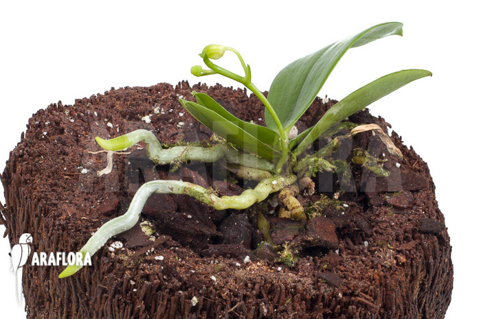 Phalaenopsis mannii var flava