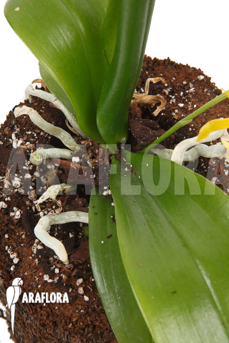 Phalaenopsis mannii var flava ‚L‘