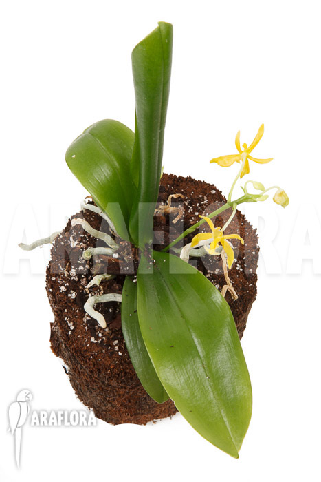 Phalaenopsis mannii var flava ‚L‘