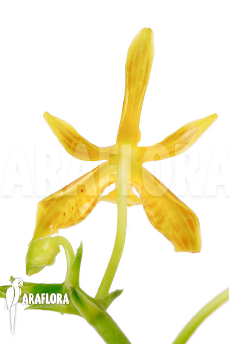 Phalaenopsis mannii var flava ‚L‘