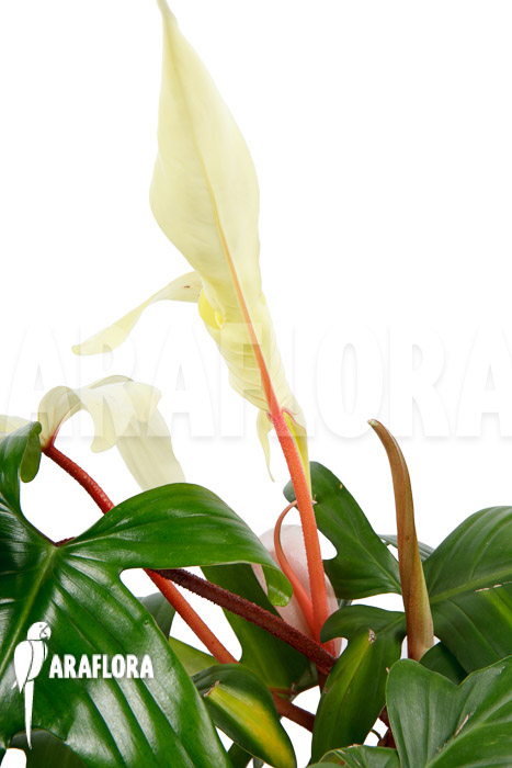Philodendron Florida Ghost ‚L‘