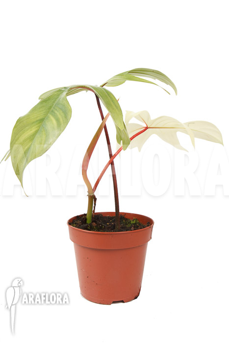 Philodendron Florida Ghost ‚M‘