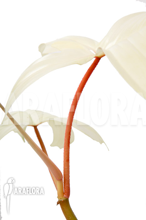 Philodendron Florida Ghost ‚M‘