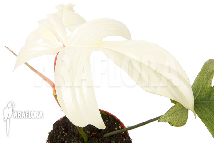 Philodendron Florida Ghost ‚M‘