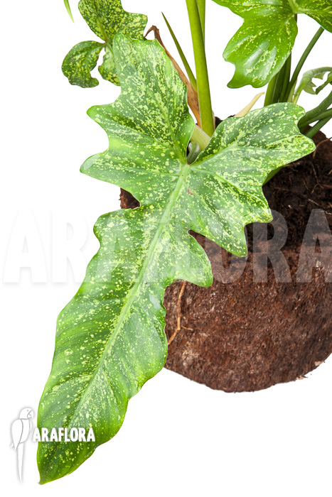 Philodendron ‚Golden Dragon‘