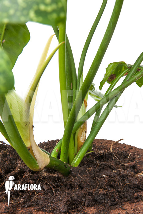 Philodendron ‚Golden Dragon‘