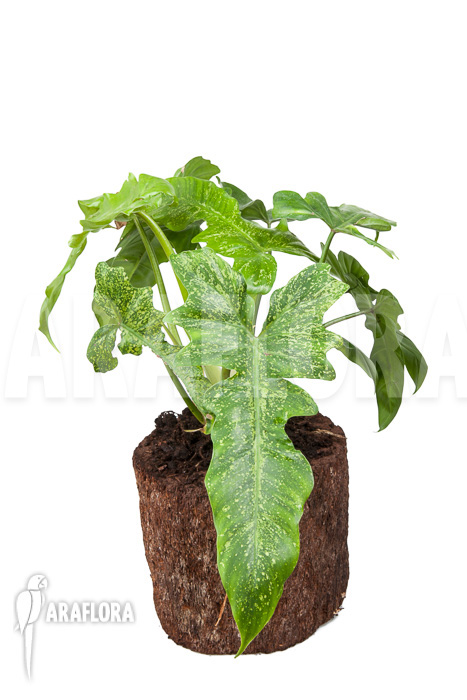 Philodendron ‚Golden Dragon‘