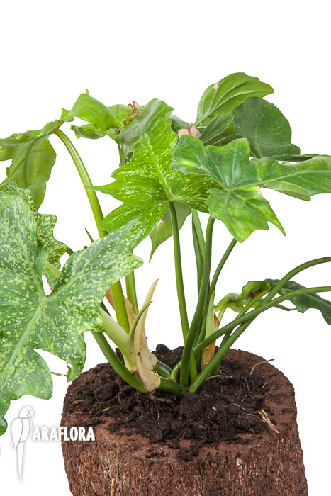 Philodendron ‚Golden Dragon‘