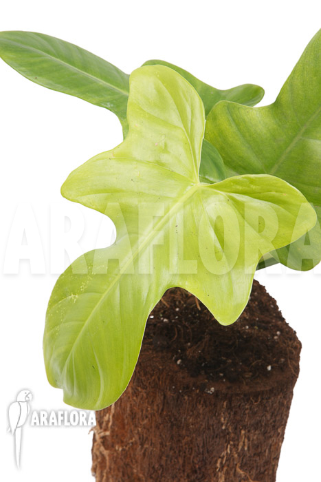 Philodendron ‚Green violin‘