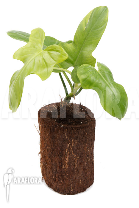 Philodendron ‚Green violin‘