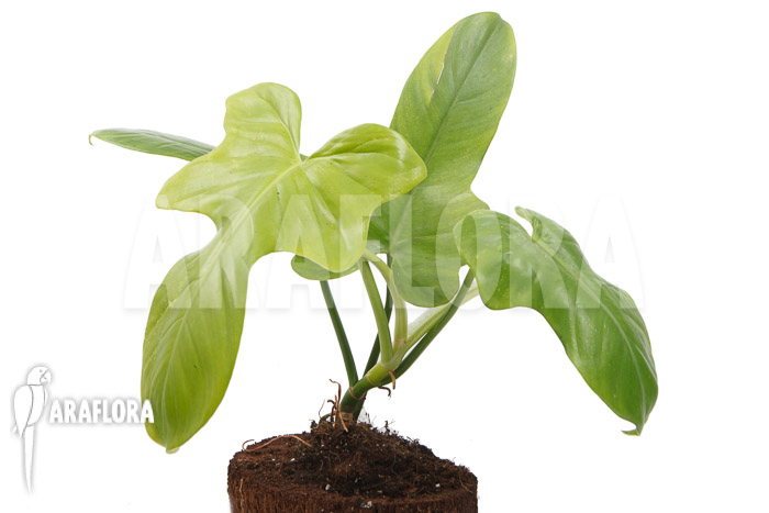Philodendron ‚Green violin‘