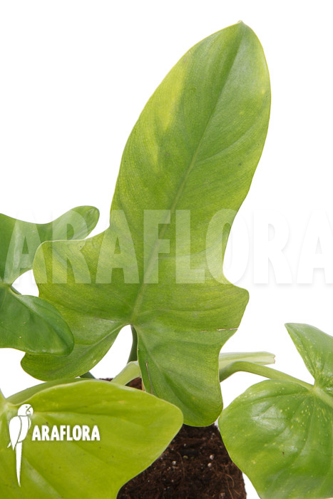 Philodendron ‚Green violin‘