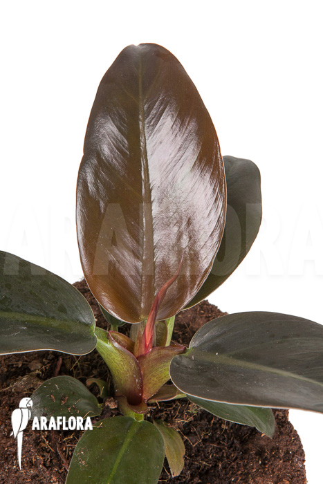 Philodendron ‚Imperial Red‘