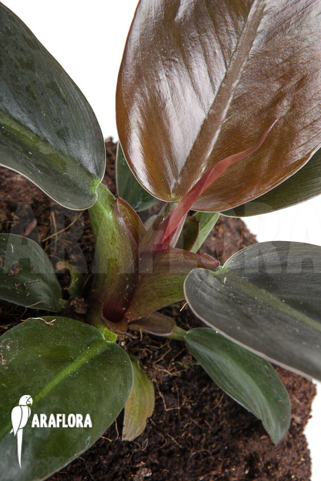 Philodendron ‚Imperial Red‘