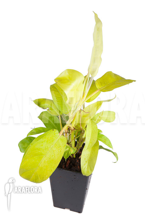 Philodendron “Lemon Lime”