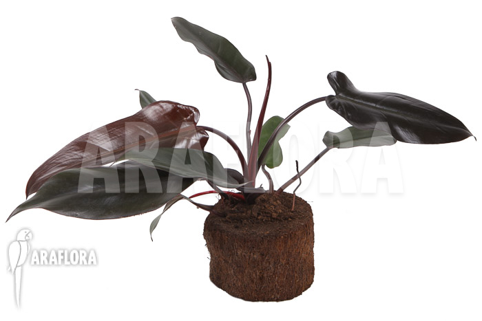 Philodendron ‚Red Heart‘