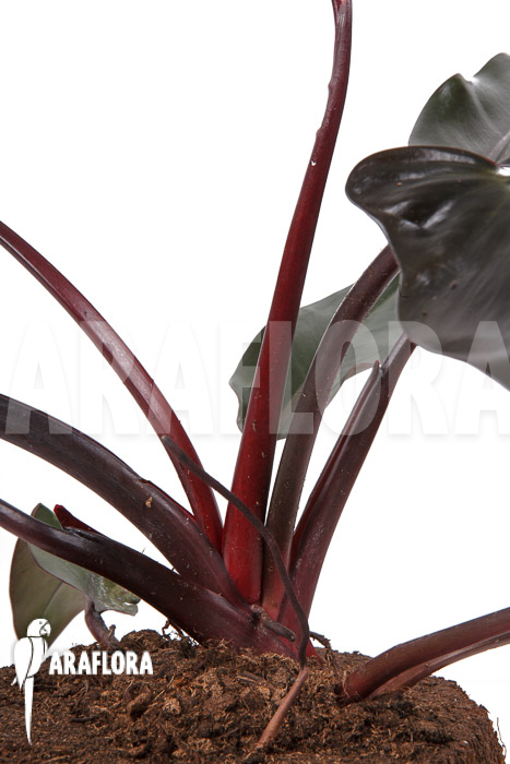 Philodendron ‚Red Heart‘