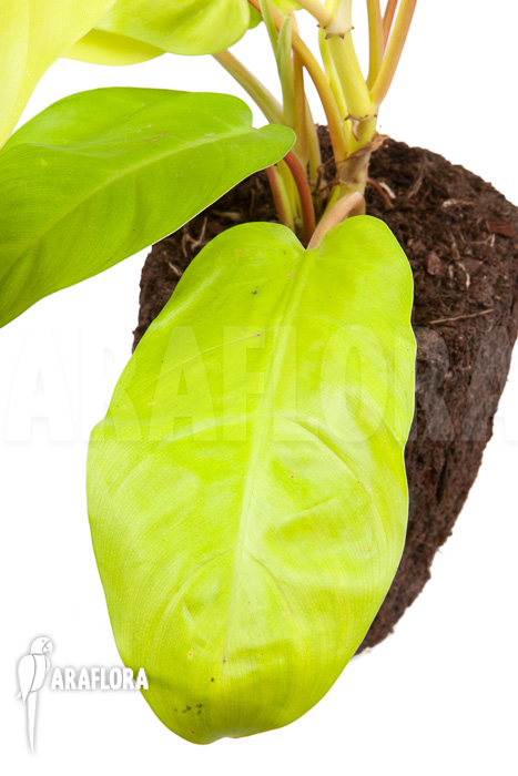Philodendron Malay Gold ‚M‘