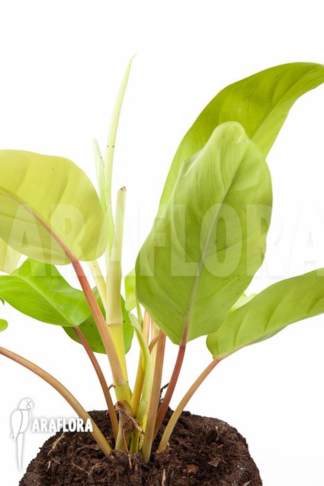 Philodendron Malay Gold ‚M‘