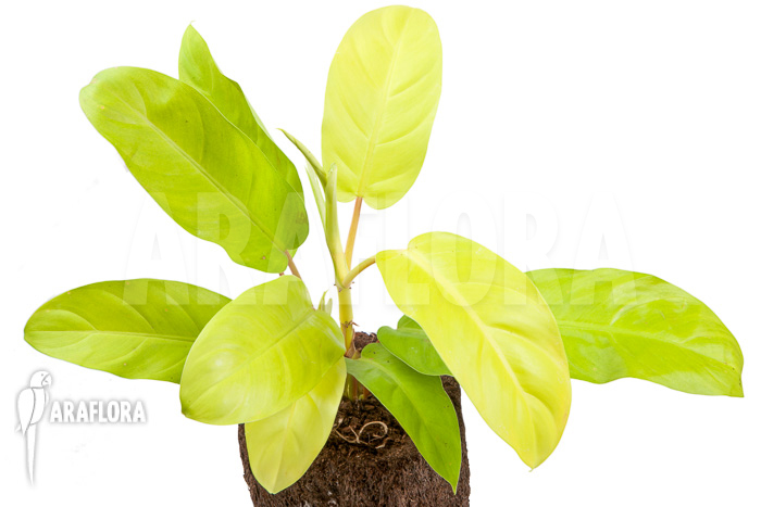 Philodendron Malay Gold ‚M‘