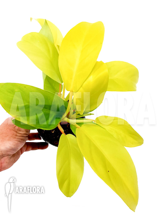 Philodendron Malay Gold ‚Starter‘