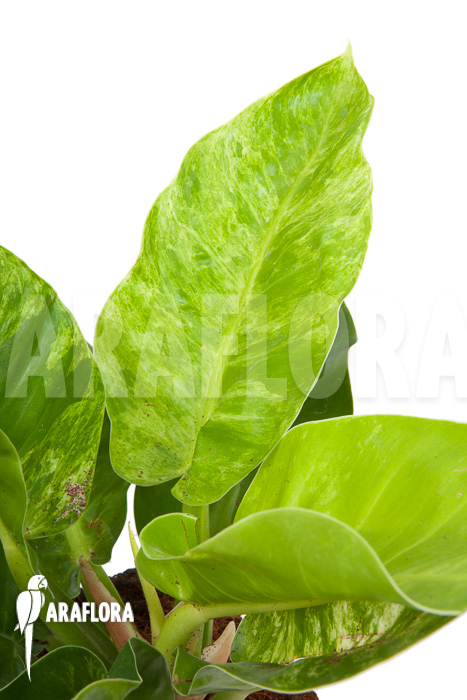 Philodendron ‚Moonshine‘ variegata P1