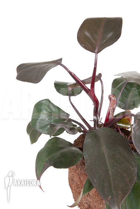 Philodendron ‚New Red‘
