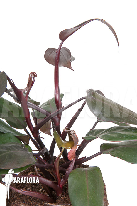 Philodendron ‚New Red‘