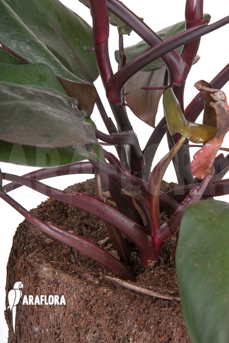 Philodendron ‚New Red‘