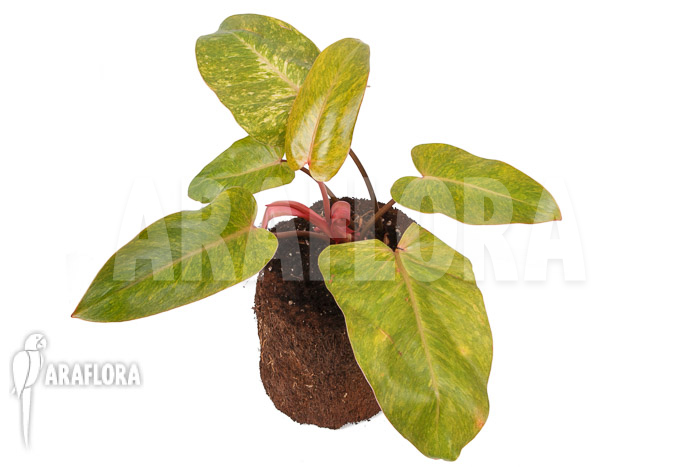 Philodendron-Painted-Lady-3