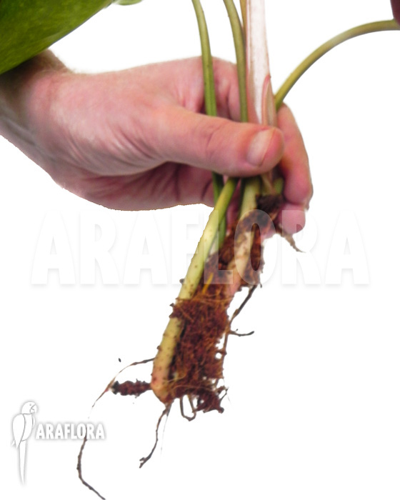 Philodendron Painted Lady starter