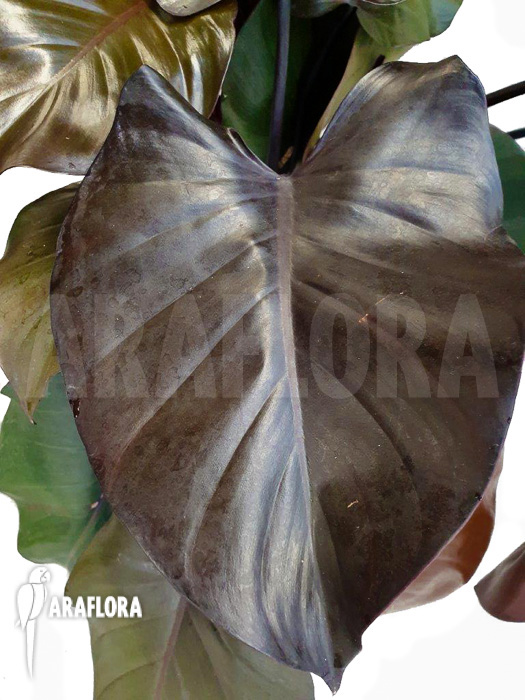 Philodendron ‚Purple-Congo‘