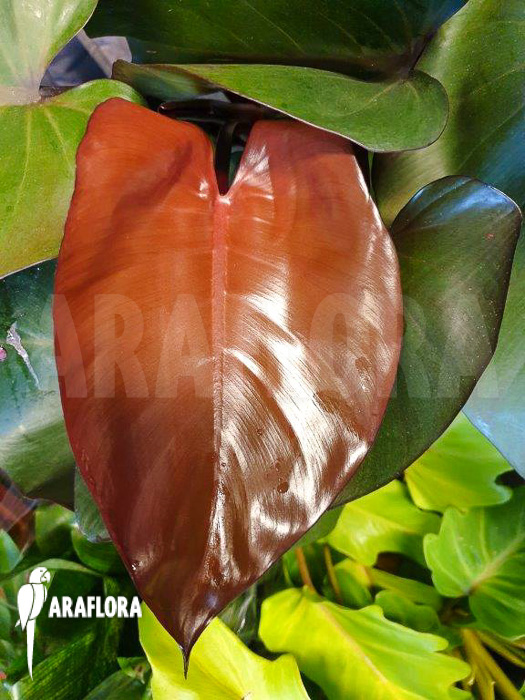 Philodendron ‚Purple-Congo‘