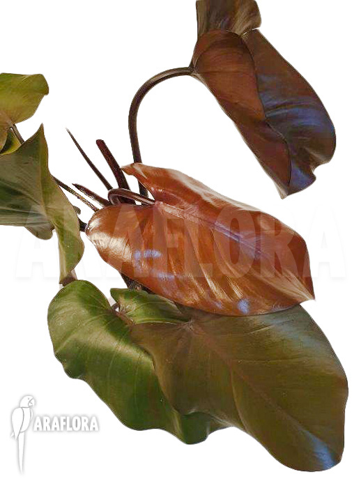 Philodendron ‚Purple-Congo‘