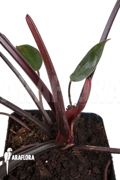 Philodendron x ‚Red Congo‘