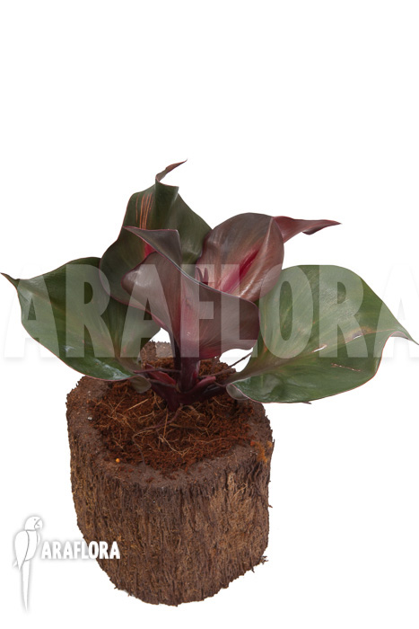 Philodendron ‚Red Heart‘