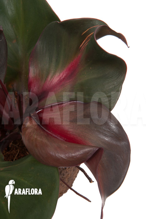 Philodendron ‚Red Heart‘