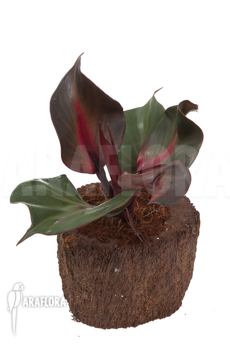 Philodendron ‚Red Heart‘