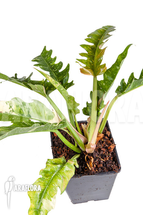 Philodendron ‚Ring of Fire‘