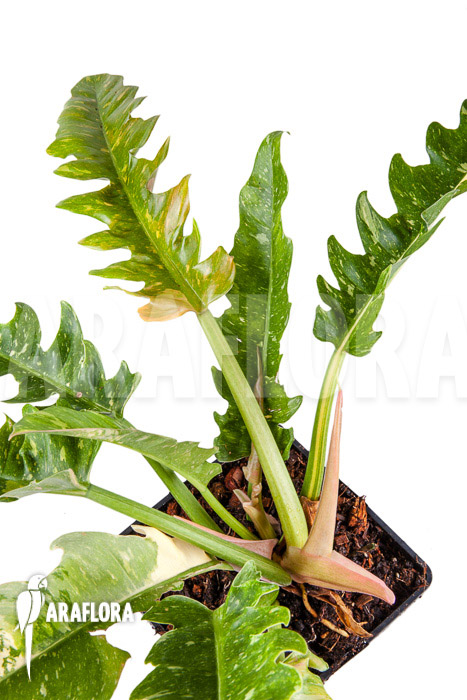 Philodendron ‚Ring of Fire‘