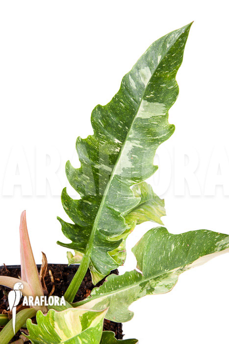 Philodendron ‚Ring of Fire‘