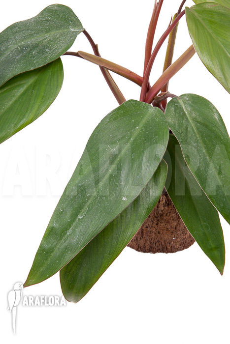 Philodendron ‚Ruby nieuw‘