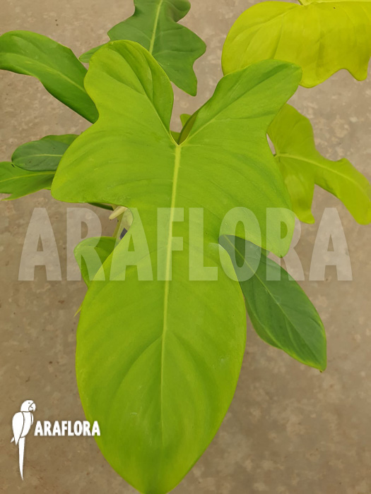 Philodendron ‚Golden violin‘