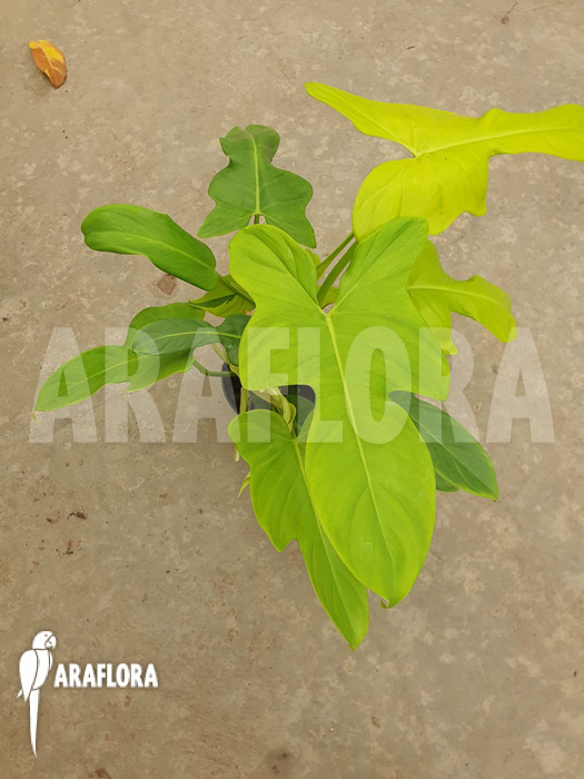 Philodendron ‚Golden violin‘