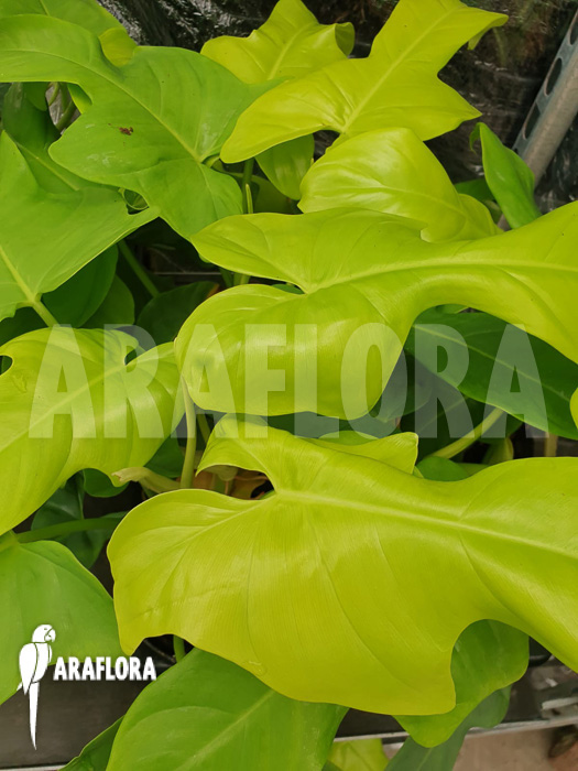 Philodendron ‚Golden violin‘